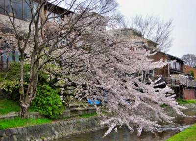 鴨川べりの桜