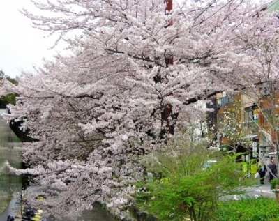 高瀬川の川辺の桜