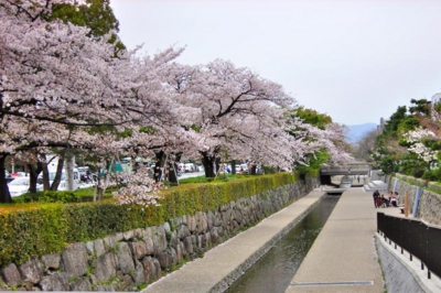 堀川の川辺の桜