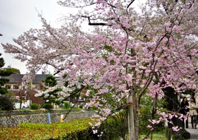 堀川通りの桜